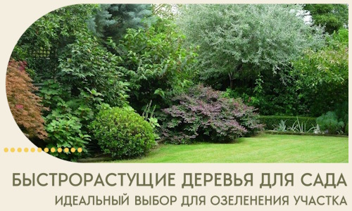 Быстрорастущие деревья для сада идеальный выбор в Кропоткине
