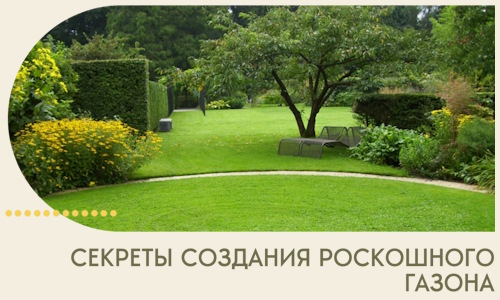 Секреты создания роскошного газона в Кропоткине